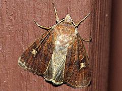 Square-spot Rustic